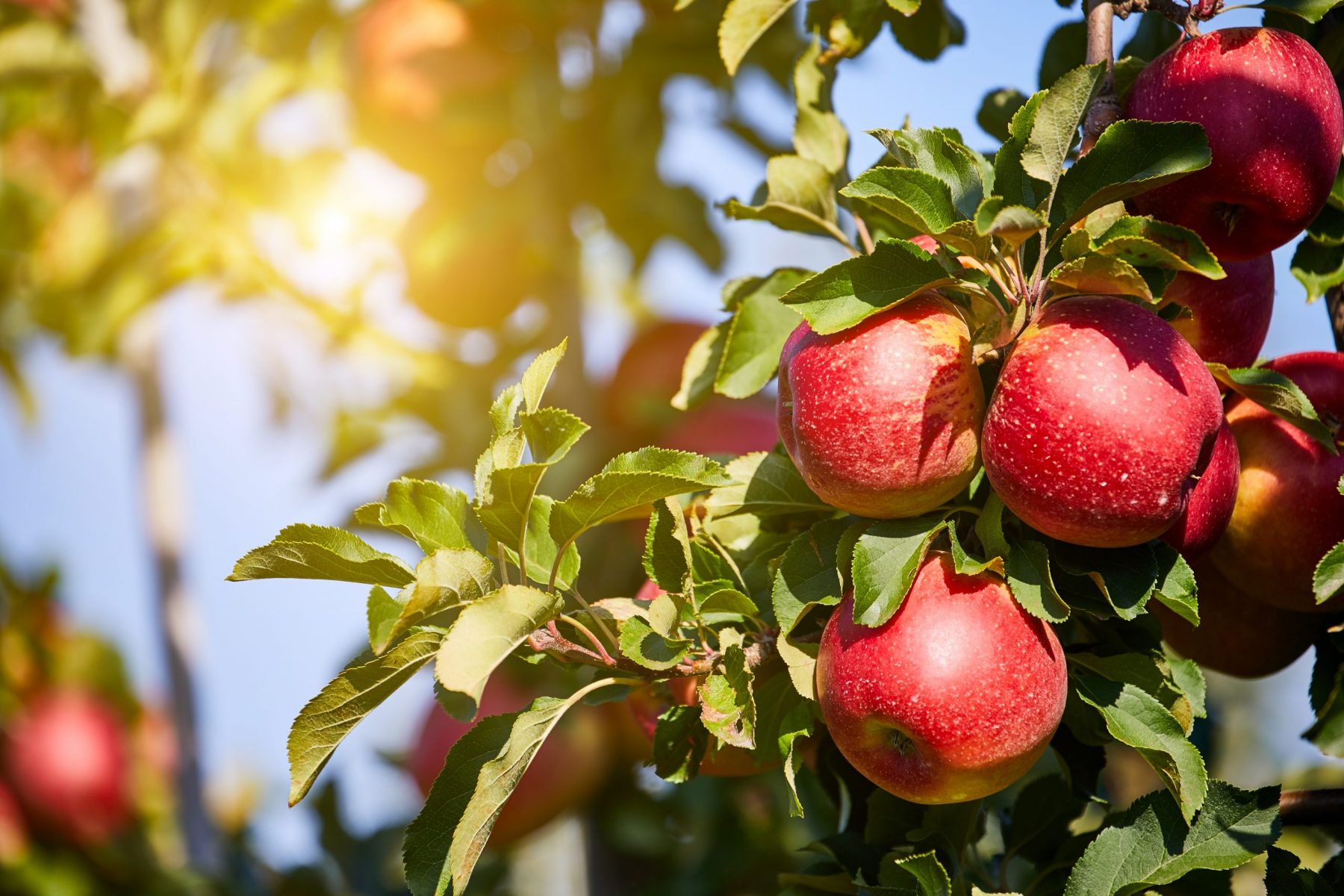 Apple Orchard Leads To Organic Business